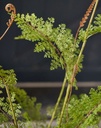 ARTIFICIAL Fern O/Soil green 122 cm