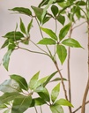 ARTIFICIAL Schefflera I/Pot green 180 cm