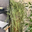 ARTIFICIAL Hoya hang green 120 cm 