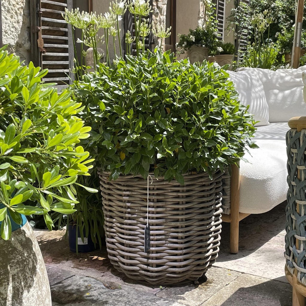BASKET JULIA Planter Medium